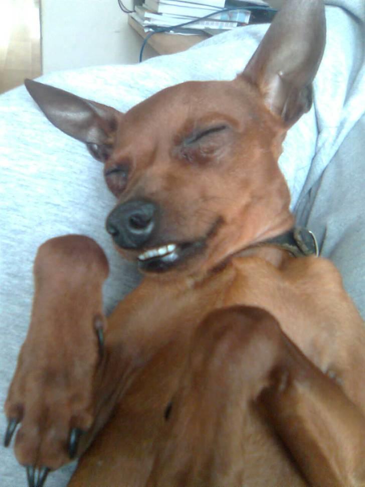 Dvaergpinscher Fifi billede 18