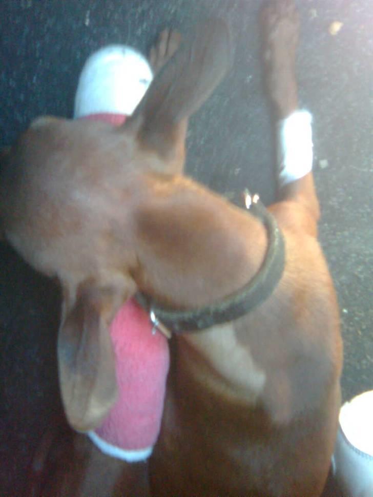 Dvaergpinscher Fifi billede 19