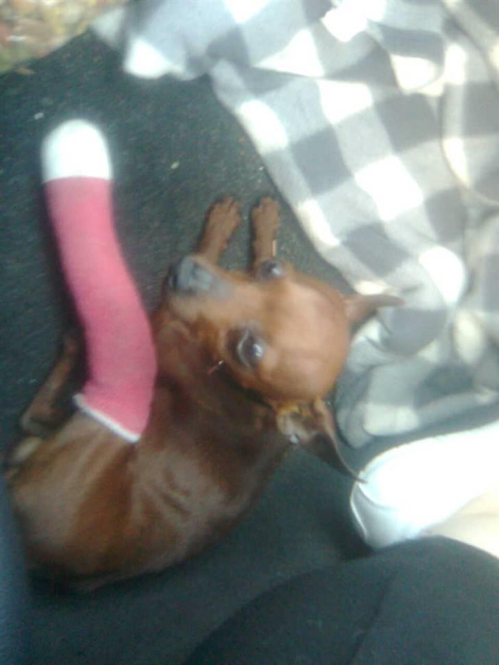 Dvaergpinscher Fifi billede 20