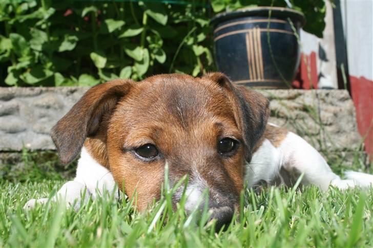 Jack russell terrier Fanta <3 - hvad!? billede 9