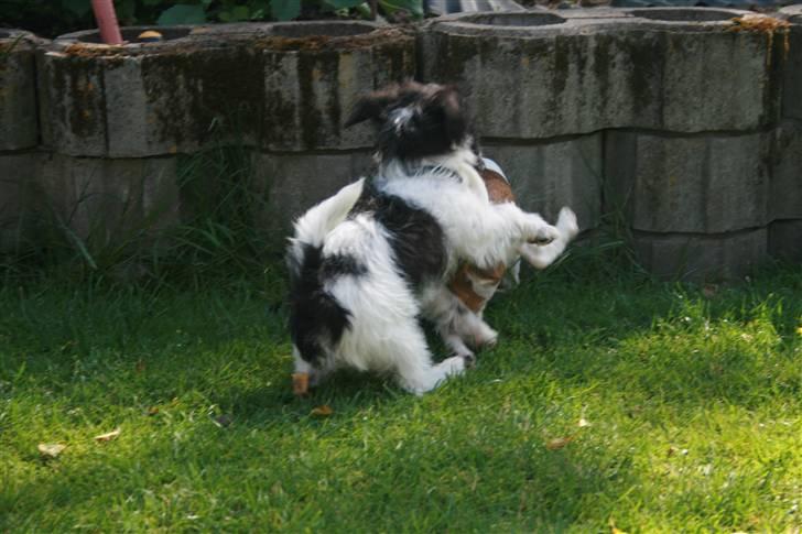 Jack russell terrier Fanta <3 - brormand ludvig kom på besøg og væltede fanta i vandskålen XD billede 10