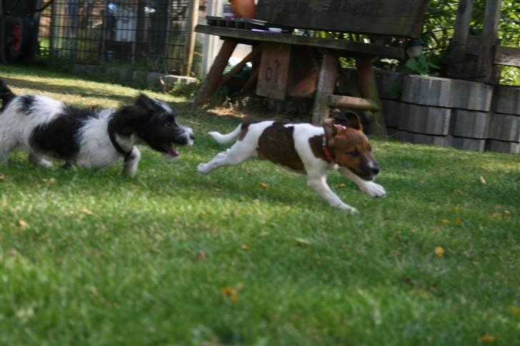 Jack russell terrier Fanta <3 - løb! billede 11