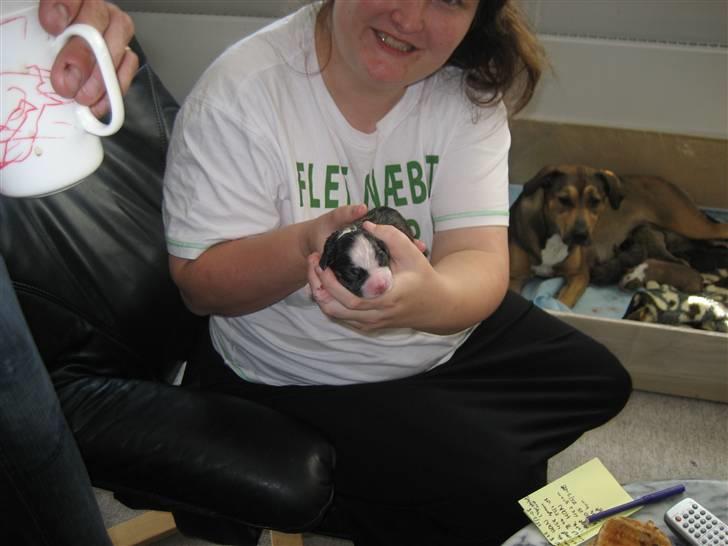 Blanding af racer Lucy billede 10