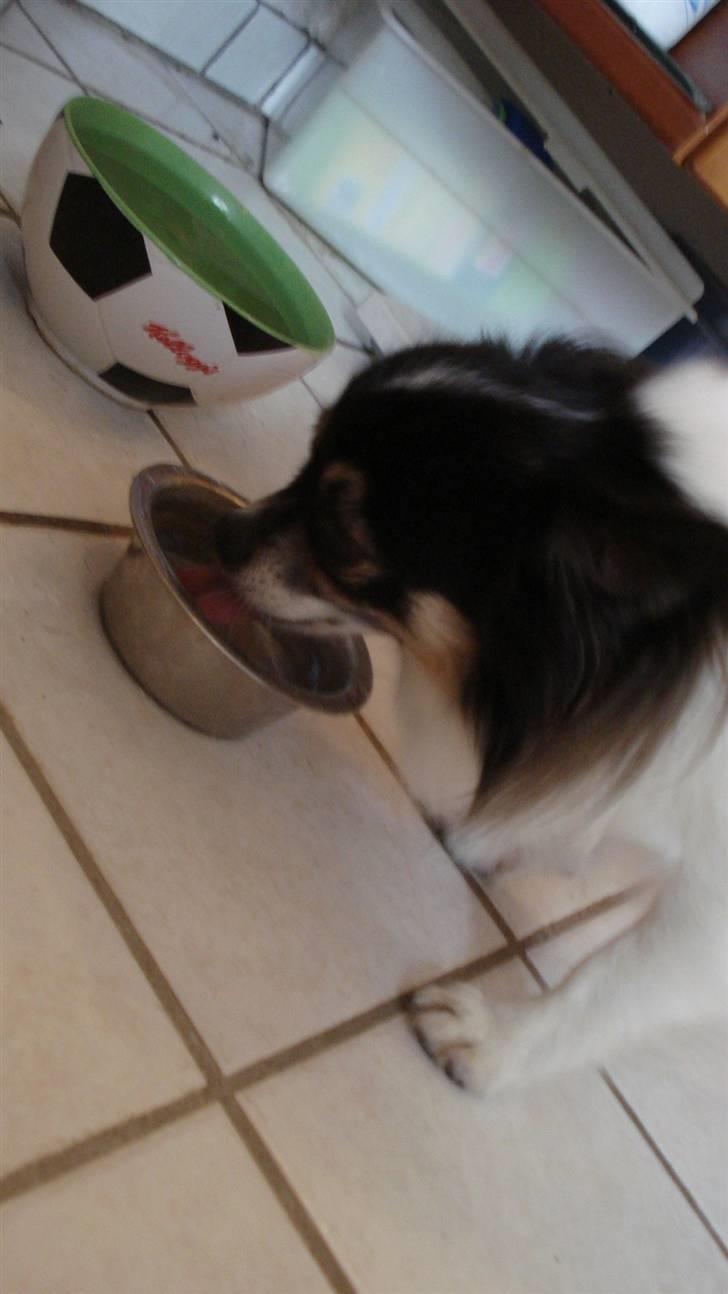 Chihuahua Laban/Dyrlægegårdens Thor billede 7