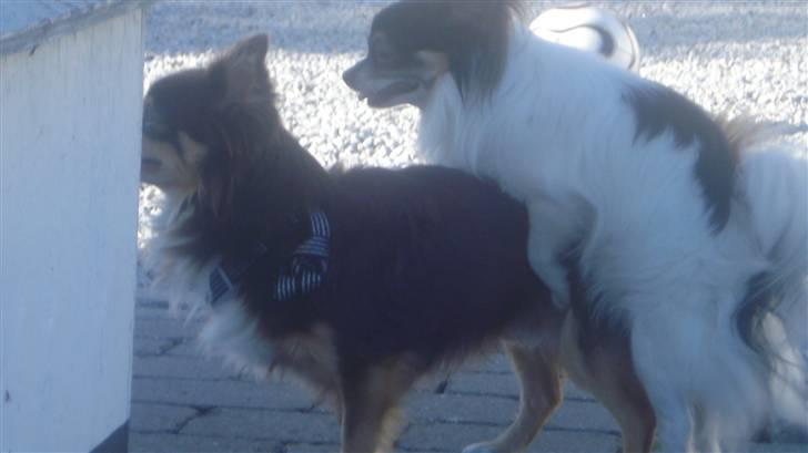 Chihuahua Laban/Dyrlægegårdens Thor billede 8