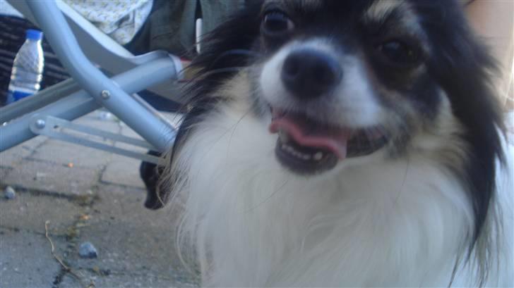 Chihuahua Laban/Dyrlægegårdens Thor billede 9