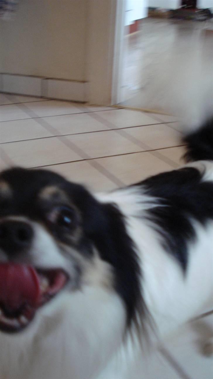 Chihuahua Laban/Dyrlægegårdens Thor billede 10