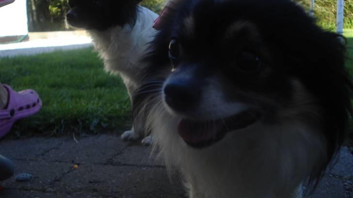 Chihuahua Laban/Dyrlægegårdens Thor billede 11