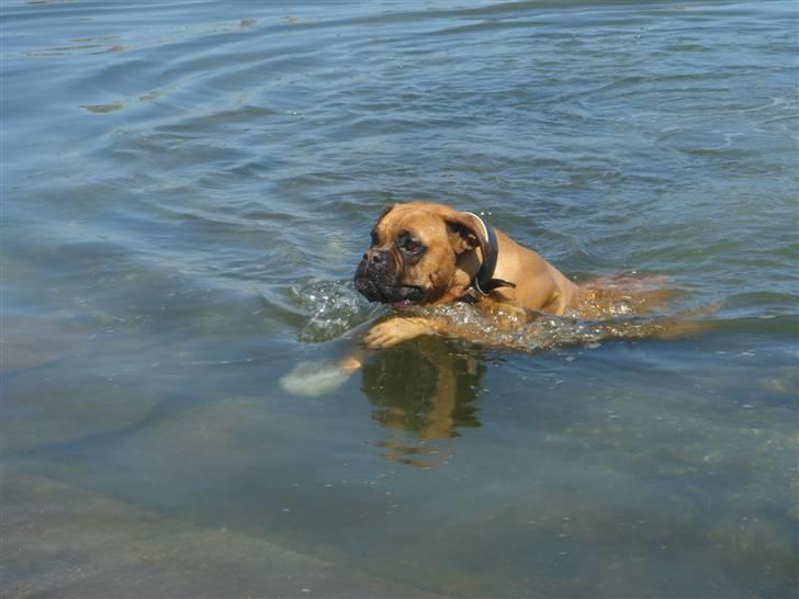 Boxer Rocki billede 6