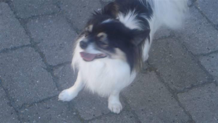 Chihuahua Laban/Dyrlægegårdens Thor billede 12