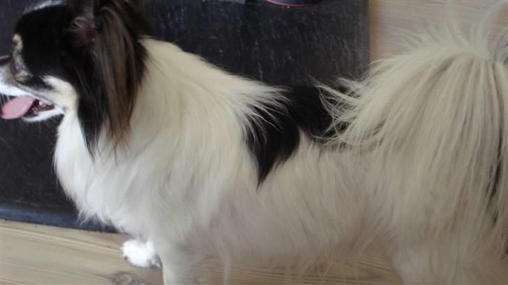 Chihuahua Laban/Dyrlægegårdens Thor billede 13