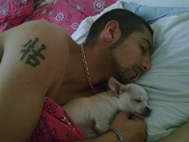 Chihuahua Luigi - Hårdt at være så hotte fyre :o) billede 13