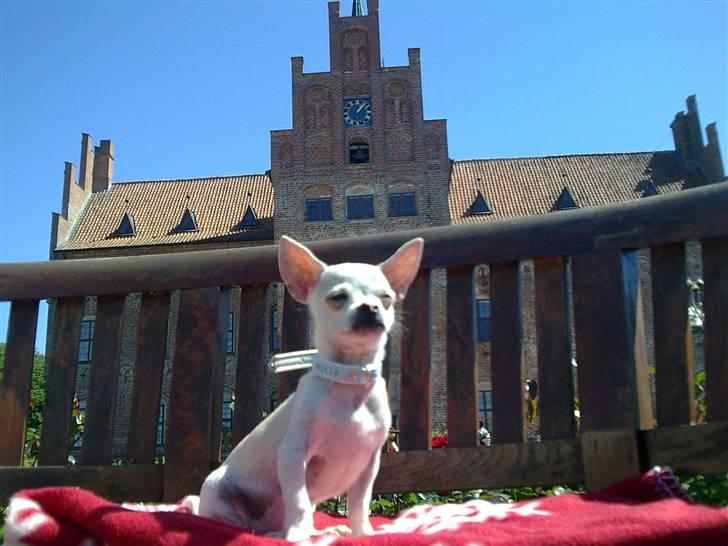 Chihuahua Luigi - Sååå stolt  :o) billede 14