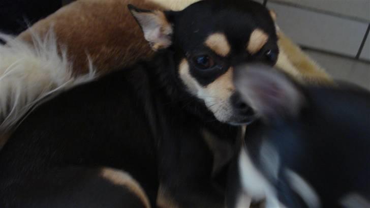 Chihuahua Pippi billede 6