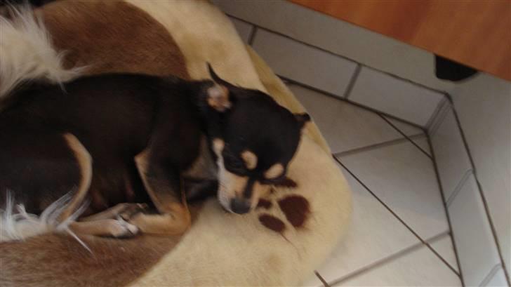 Chihuahua Pippi billede 7