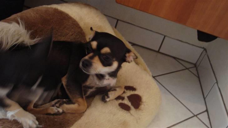 Chihuahua Pippi billede 8