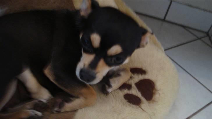 Chihuahua Pippi billede 9