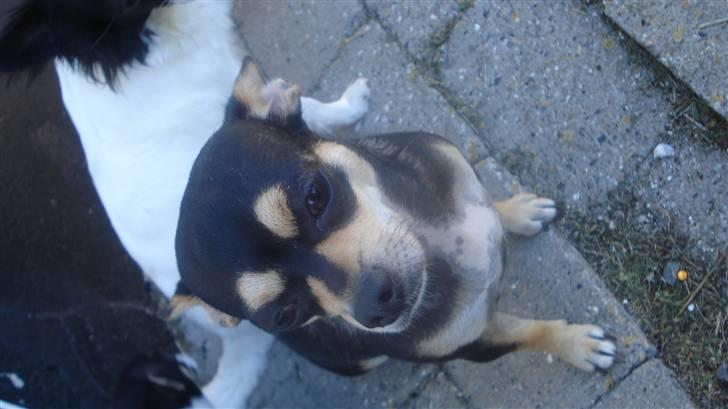 Chihuahua Pippi billede 10