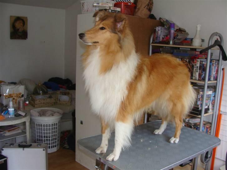 Collie langhåret Nitopets Knowing Krista - NU er jeg klar til udstilling, skal vi afsted nu...? billede 1