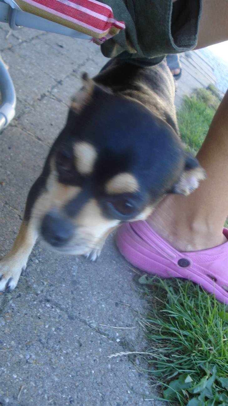 Chihuahua Pippi billede 11