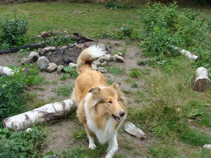 Collie langhåret Nitopets Knowing Krista - Hey venner...! Vent på mig billede 2