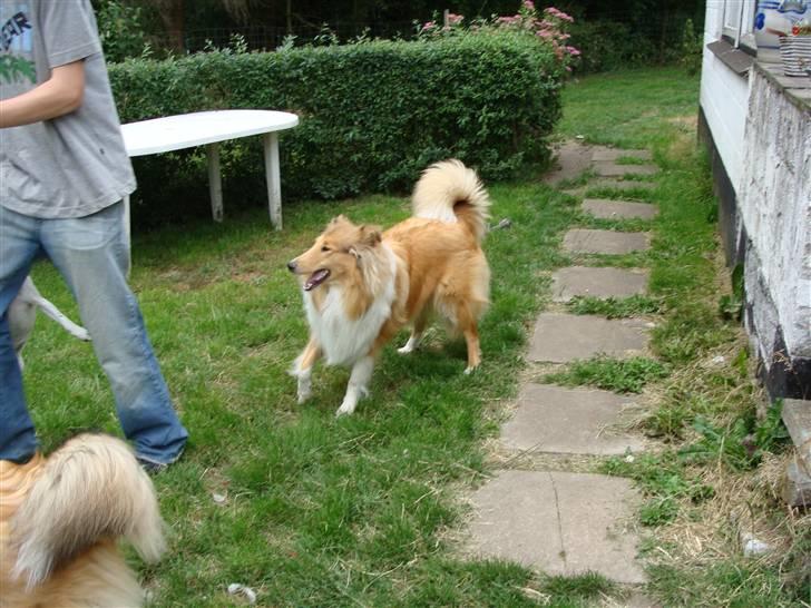 Collie langhåret Nitopets Knowing Krista - Jeg ved du har den bold giv mig den nu...! billede 3