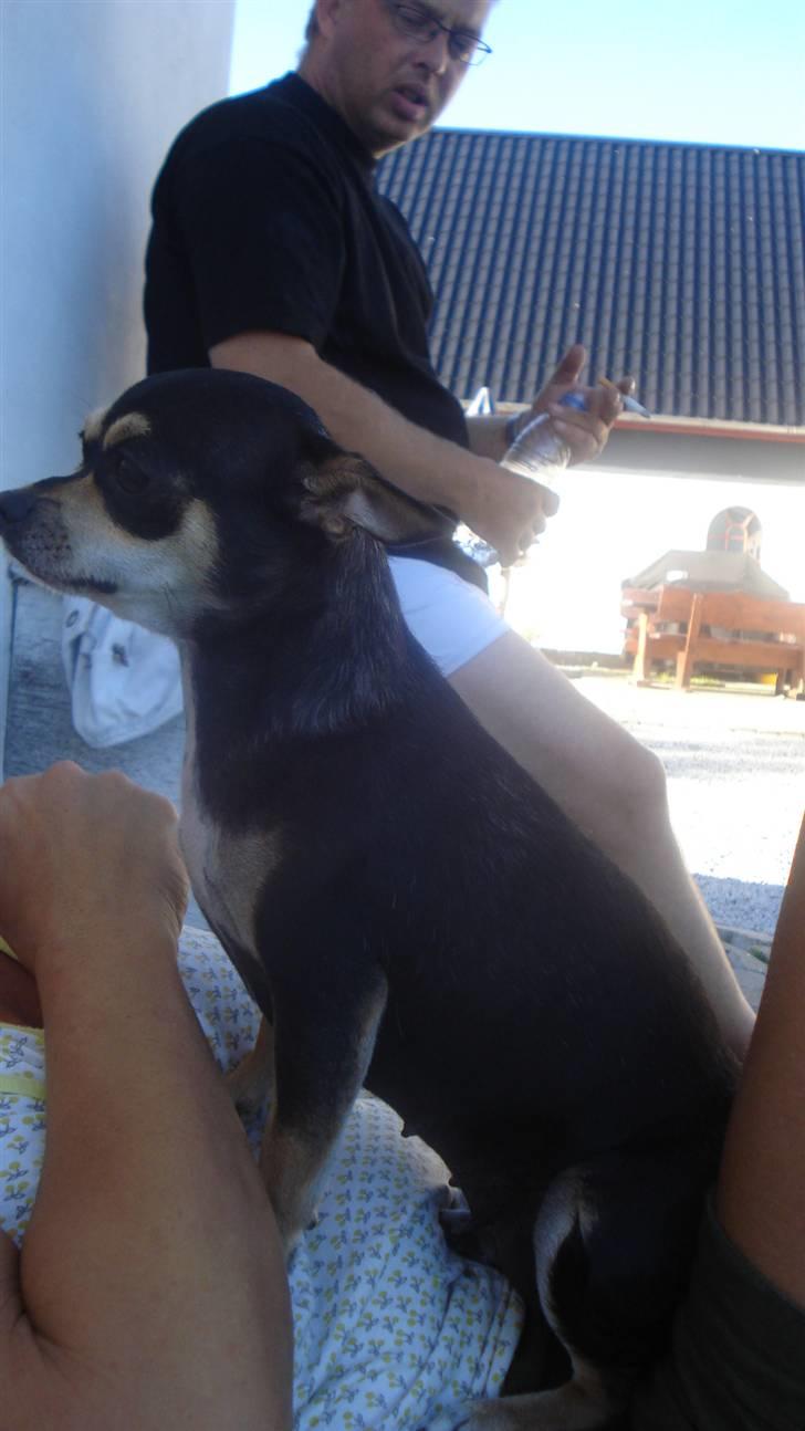 Chihuahua Pippi billede 12