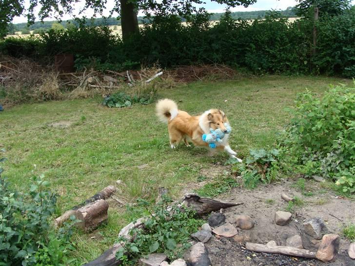 Collie langhåret Nitopets Knowing Krista - Haha haha jeg fik bamsen først prøv og se om I kan fange mig billede 4