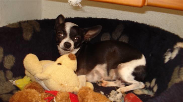 Chihuahua Tøzen *R.I.P. savner diig billede 6