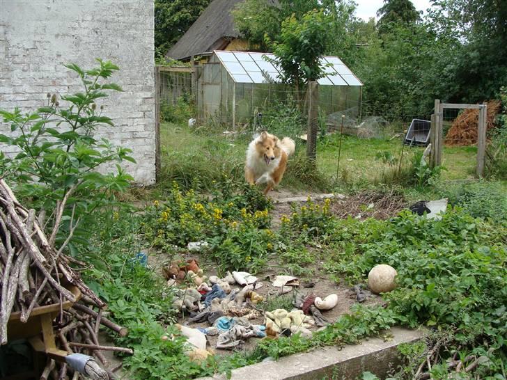Collie langhåret Nitopets Knowing Krista - En to tre og hopla, her kommer jeg billede 5