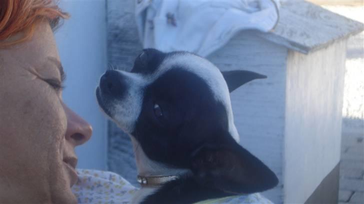 Chihuahua Tøzen *R.I.P. savner diig billede 7