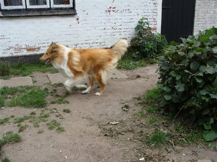 Collie langhåret Nitopets Knowing Krista - Det gyldne lyn billede 6