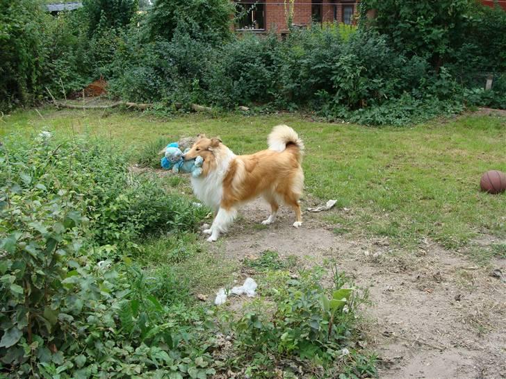 Collie langhåret Nitopets Knowing Krista - Min bamse, ikke jeres men min billede 7