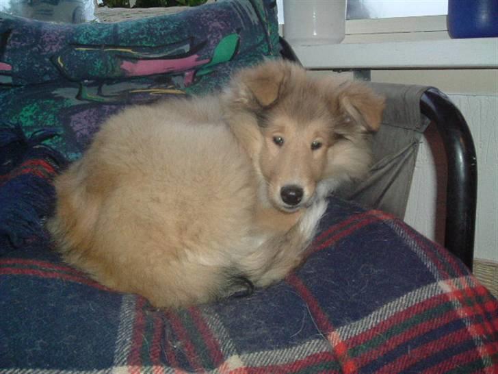 Collie langhåret Nitopets Knowing Krista - Har du måske nogensinde set en kugle collie hva´ jeg skriver vidst historie her billede 8