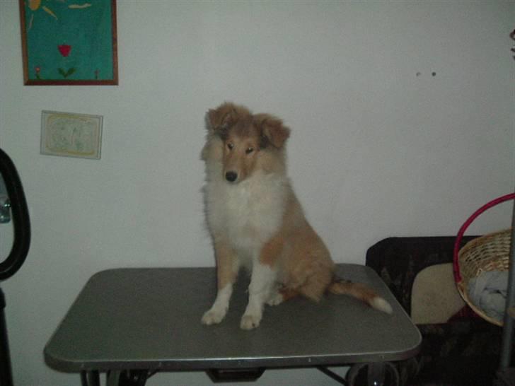 Collie langhåret Nitopets Knowing Krista - Giv mig nu bare den godbid, jeg er jo blevet børstet billede 9