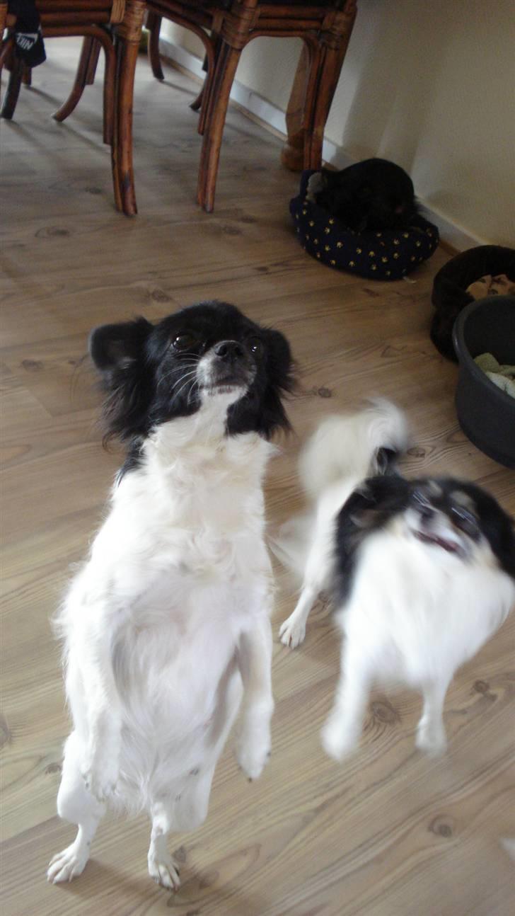 Chihuahua Jazmin billede 8