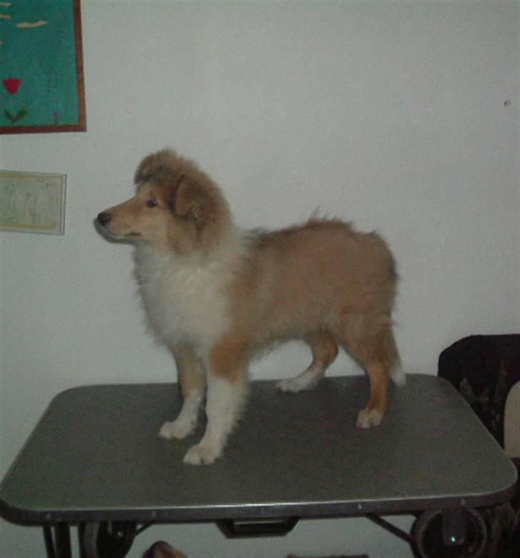 Collie langhåret Nitopets Knowing Krista - Hvis jeg nu står pænt kan det være jeg får den godbid, hun står med billede 10