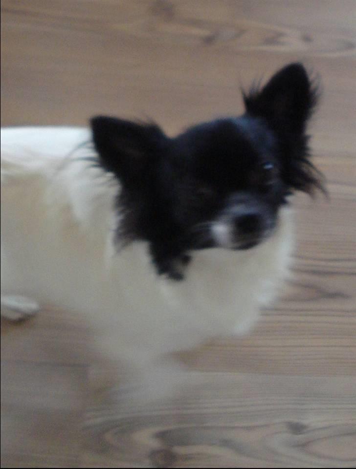 Chihuahua Jazmin billede 9