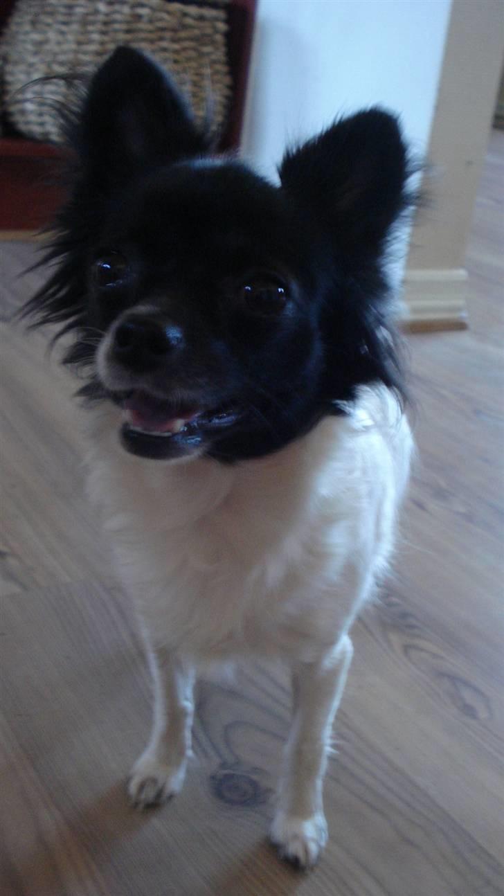 Chihuahua Jazmin billede 10