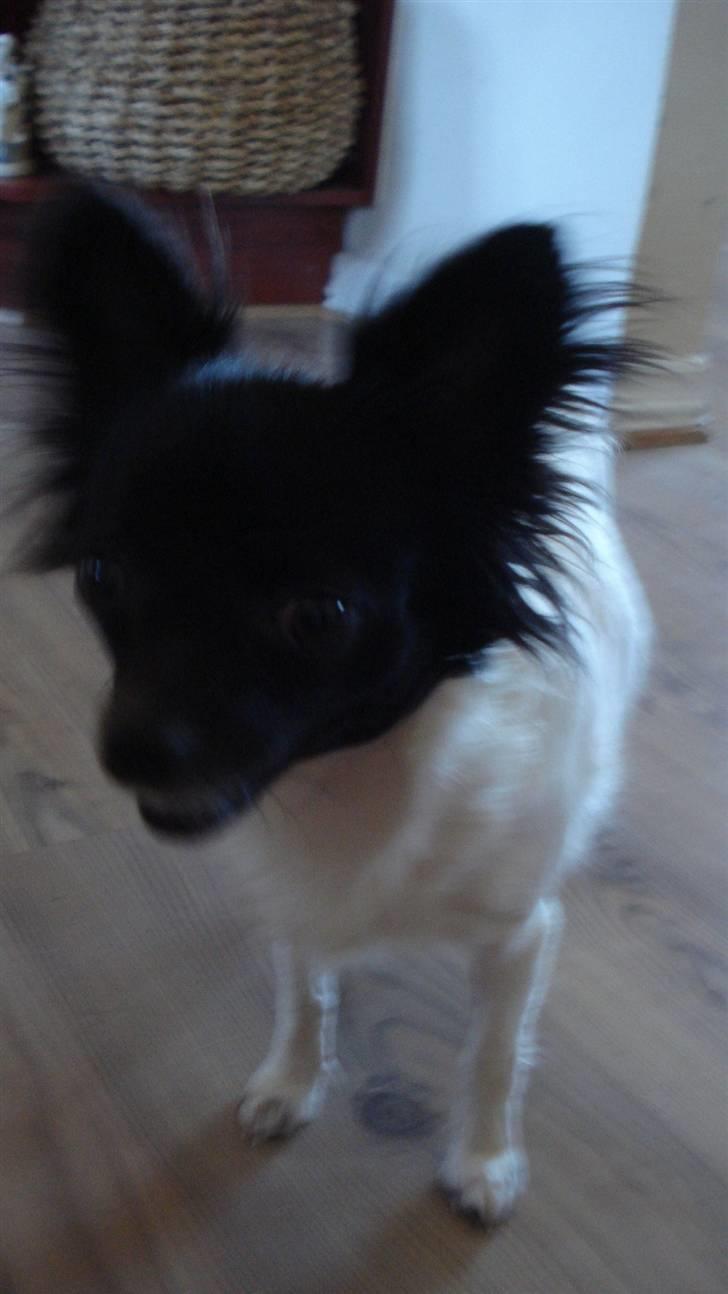 Chihuahua Jazmin billede 11