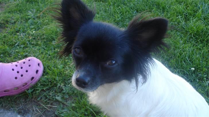 Chihuahua Jazmin billede 12