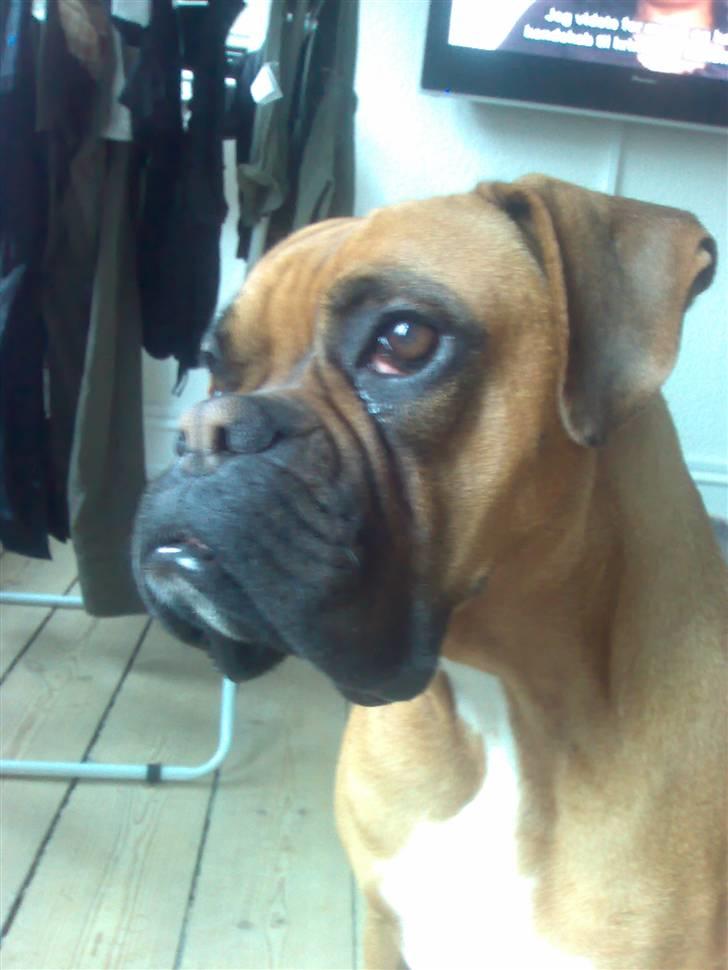 Boxer Rocki billede 7