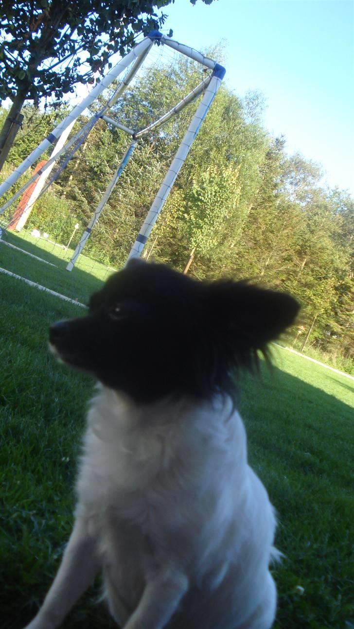 Chihuahua Jazmin billede 14