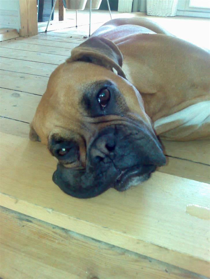 Boxer Rocki billede 8