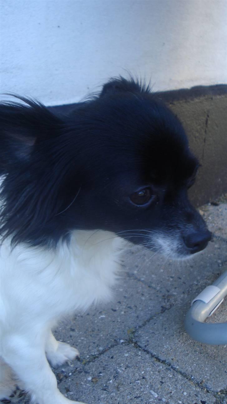 Chihuahua Jazmin billede 16