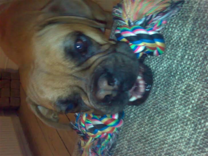 Boxer Rocki billede 9