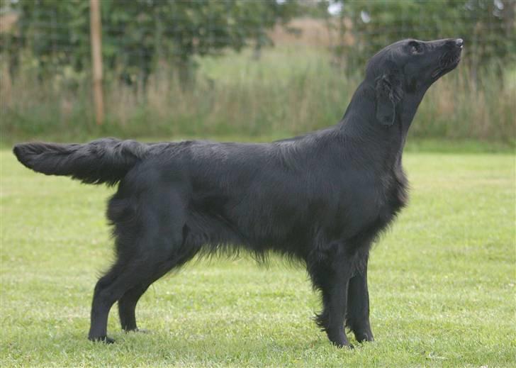 Flat coated retriever Money - 22 mdr. billede 20