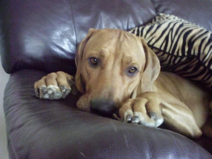 Rhodesian ridgeback Kuno billede 11