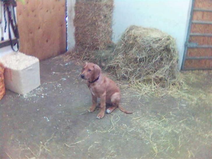 Rhodesian ridgeback Kuno billede 12