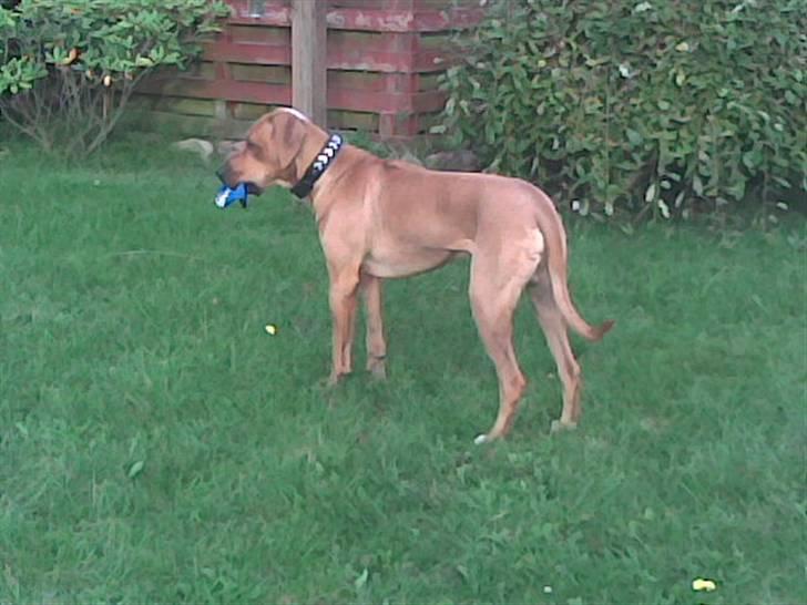 Rhodesian ridgeback Kuno billede 13